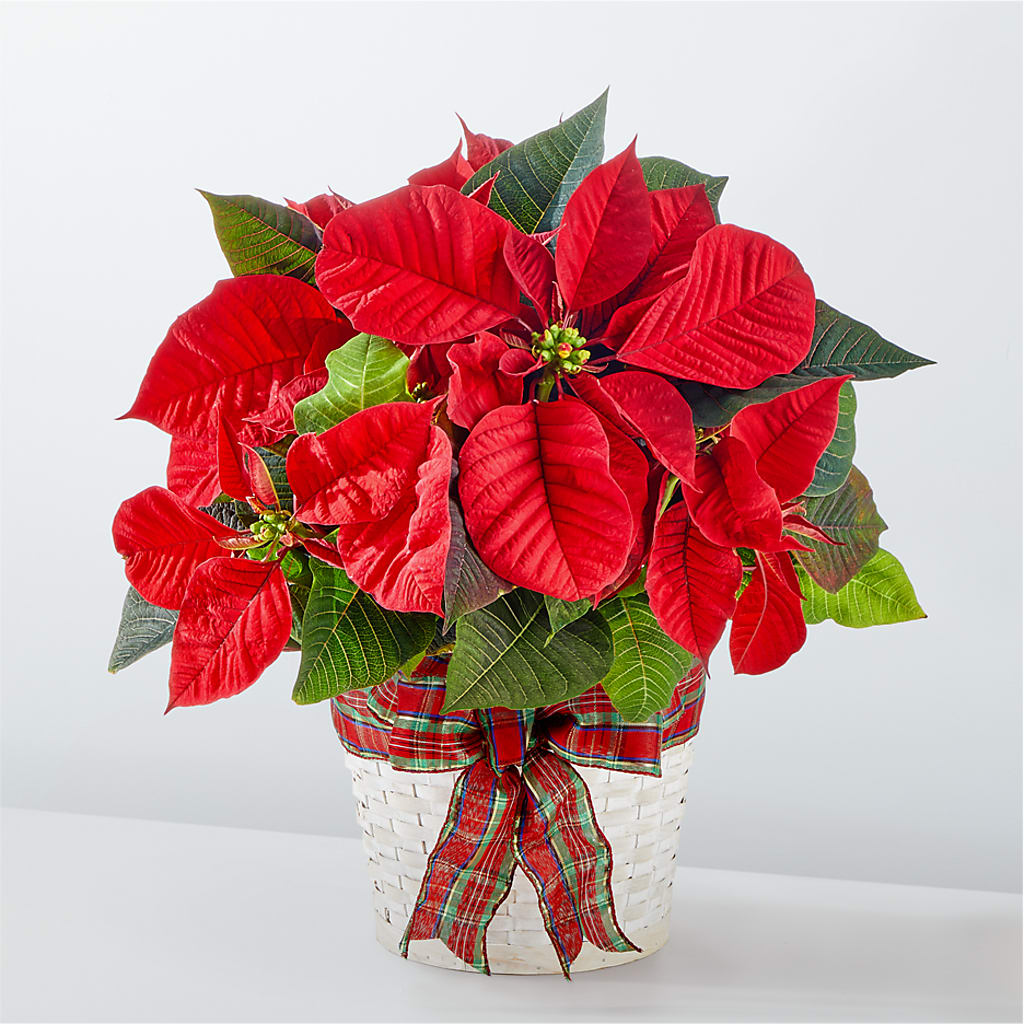 Happiest Holidays Poinsettia – Bloomtopia, New Bedford MA