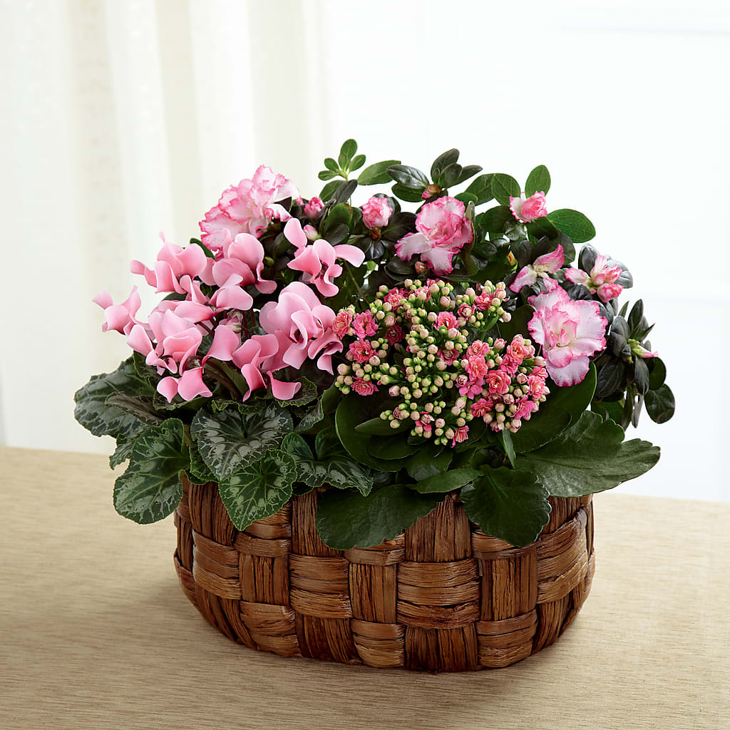 Pink Assortment – Bloomtopia, New Bedford MA