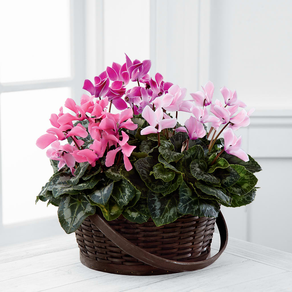 Mixed Cyclamen Planter – Bloomtopia, New Bedford MA