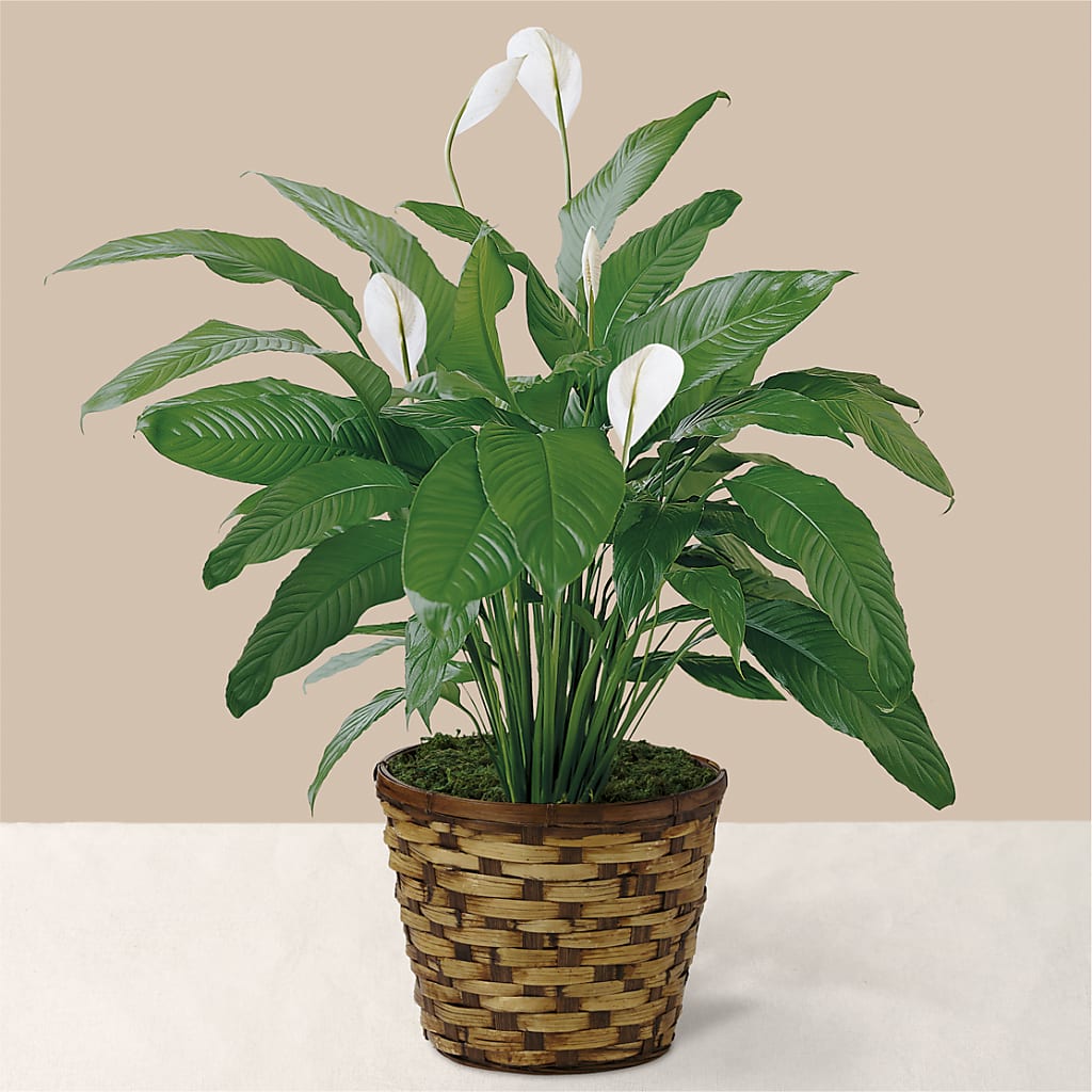 Tranquil Moments Peace Lily Plant – Bloomtopia, New Bedford MA