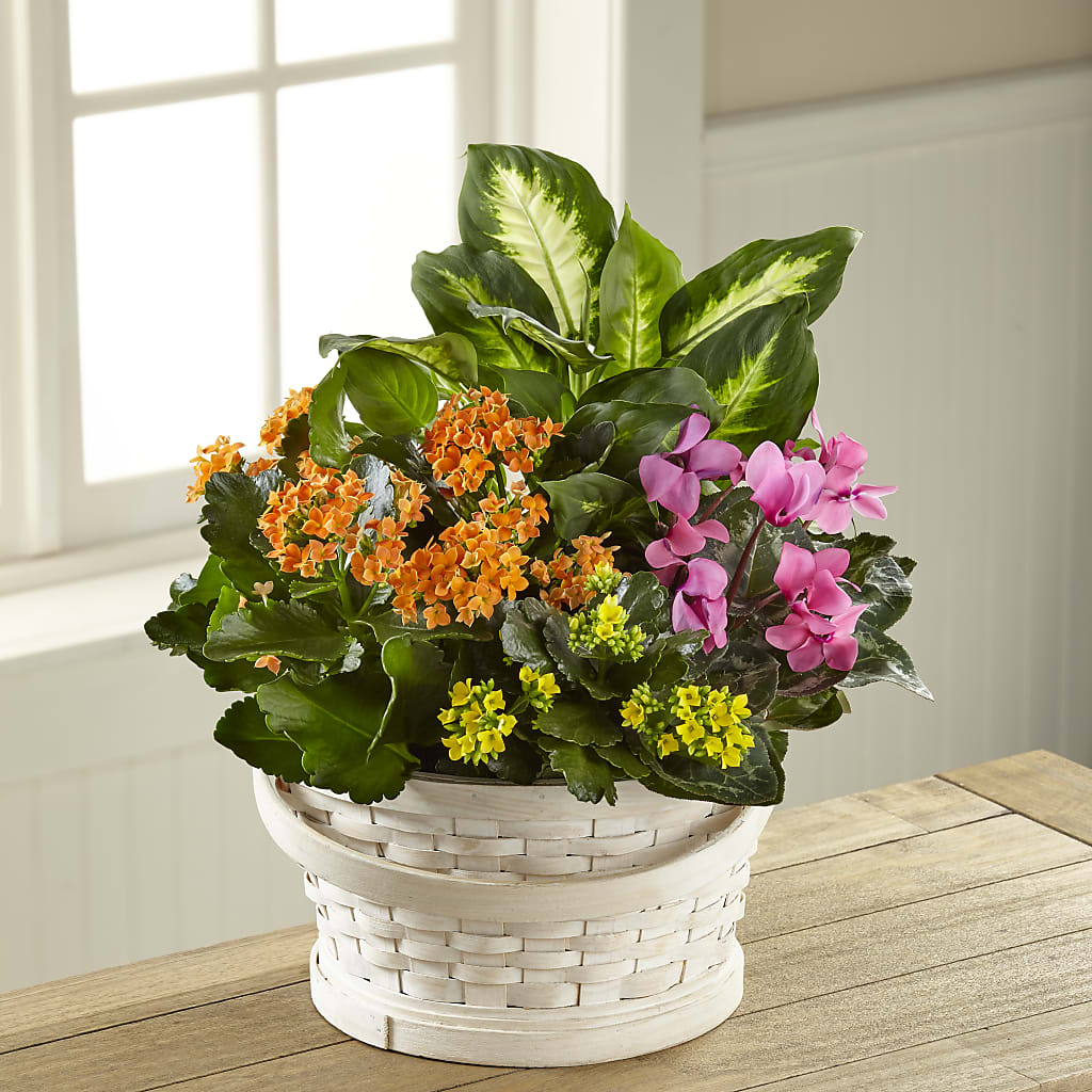 Color Crush Dishgarden – Bloomtopia, New Bedford MA