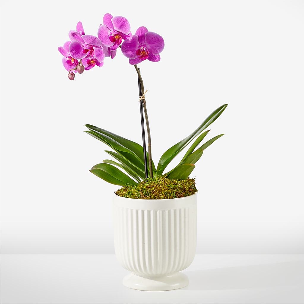 Friendly Fuchsia Orchid – Bloomtopia, New Bedford MA