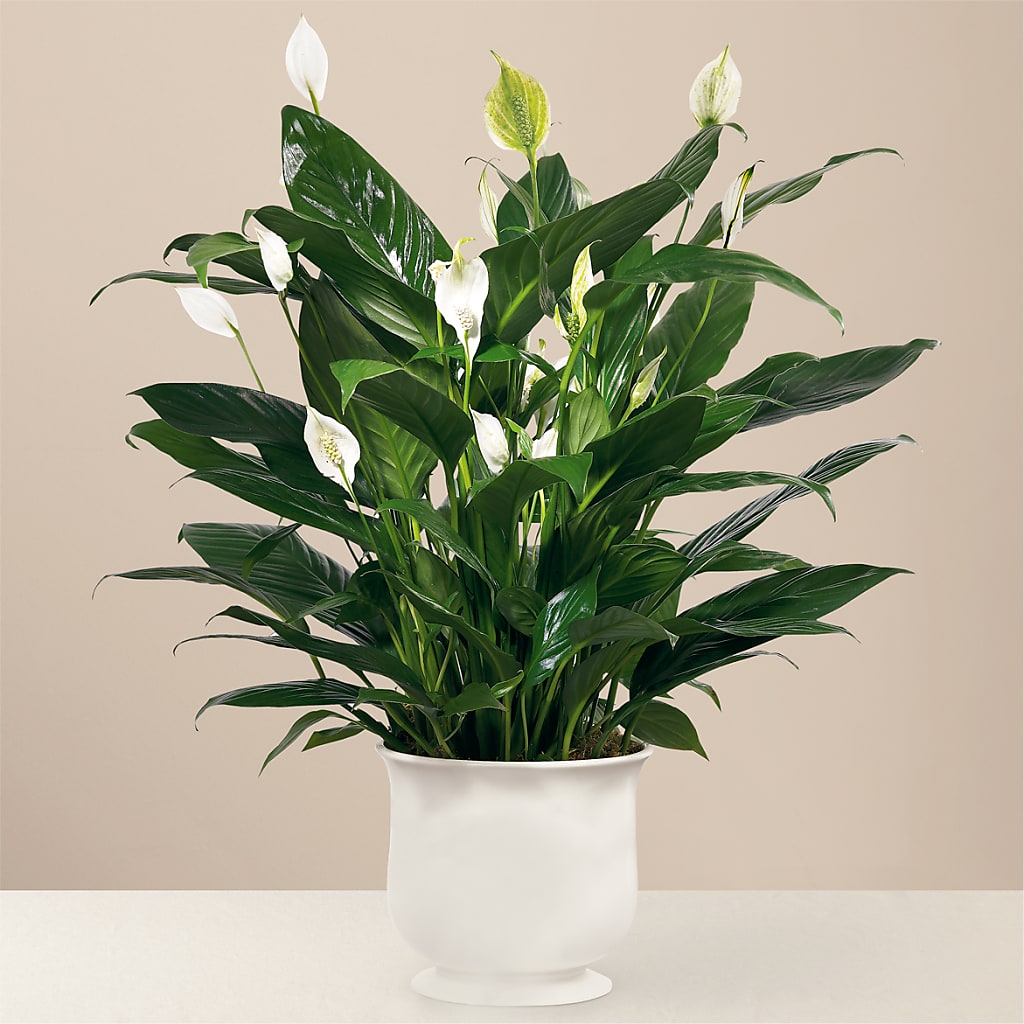 Comfort Planter – Bloomtopia, New Bedford MA