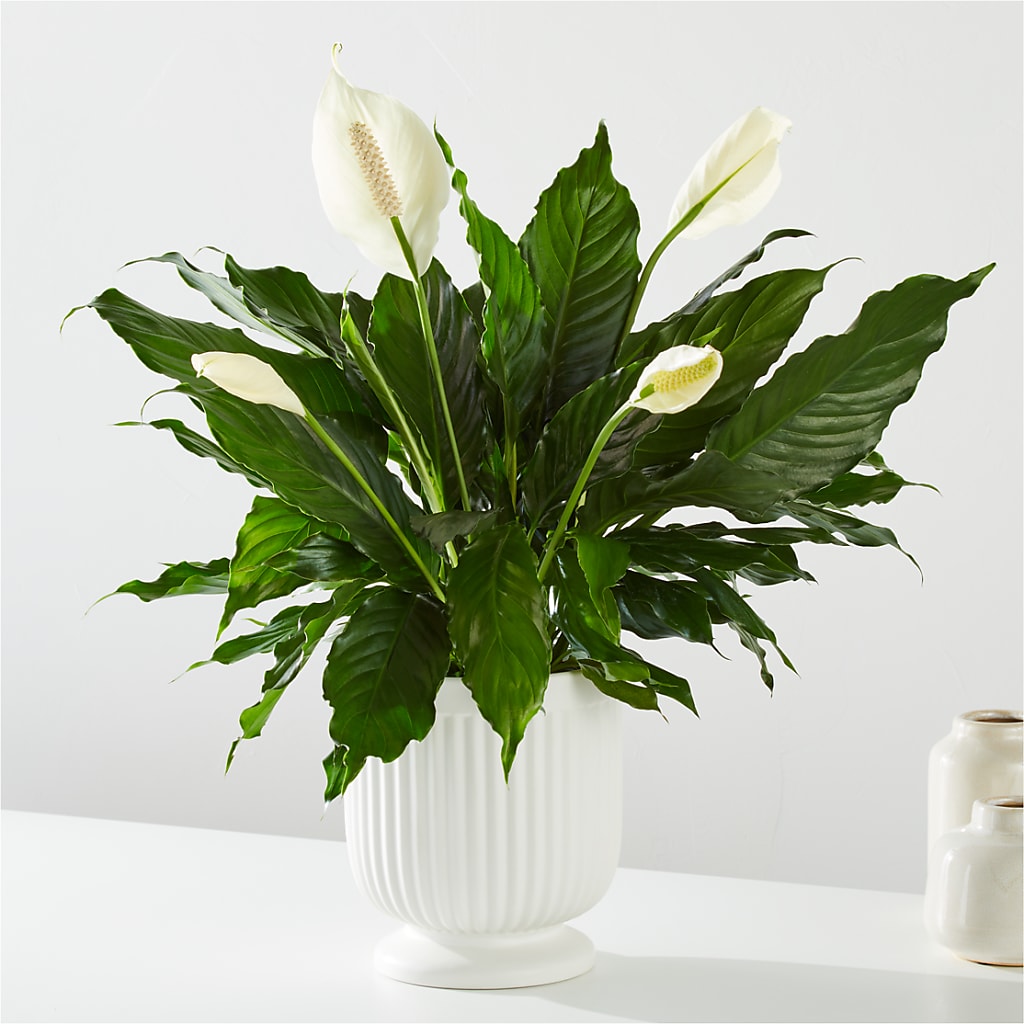 Comfort Planter – Bloomtopia, New Bedford MA