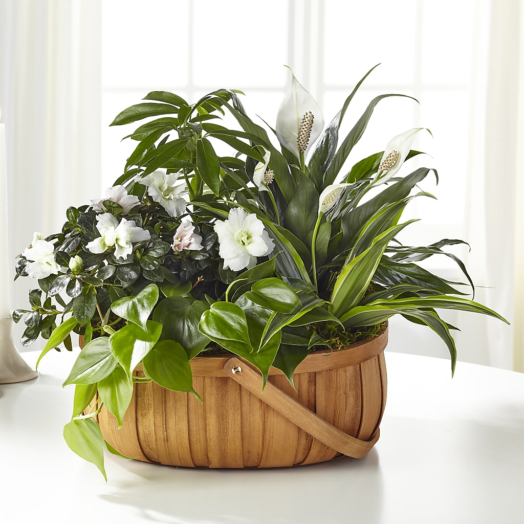 Serene Dishgarden – Bloomtopia, New Bedford MA