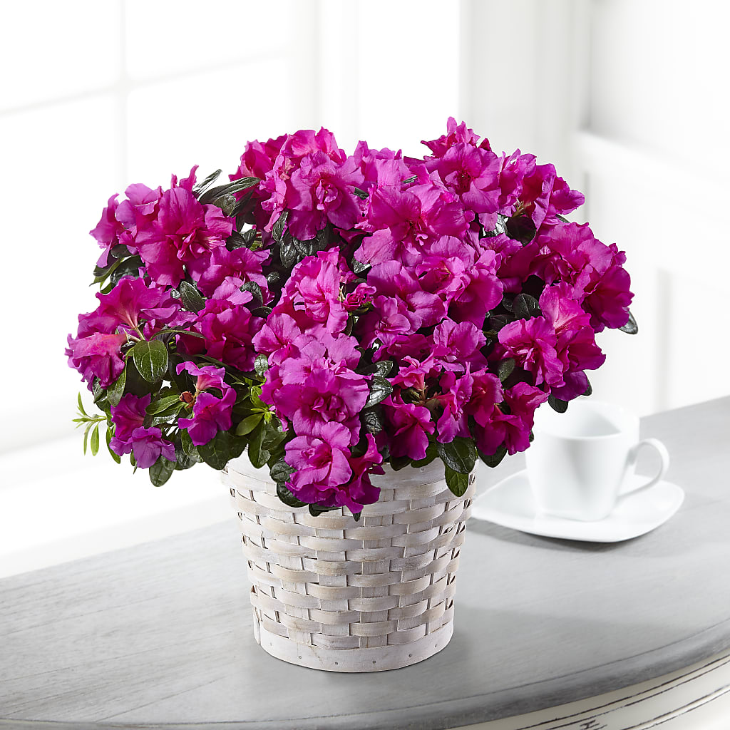 Hope & Serenity Azalea Plant – Bloomtopia, New Bedford MA