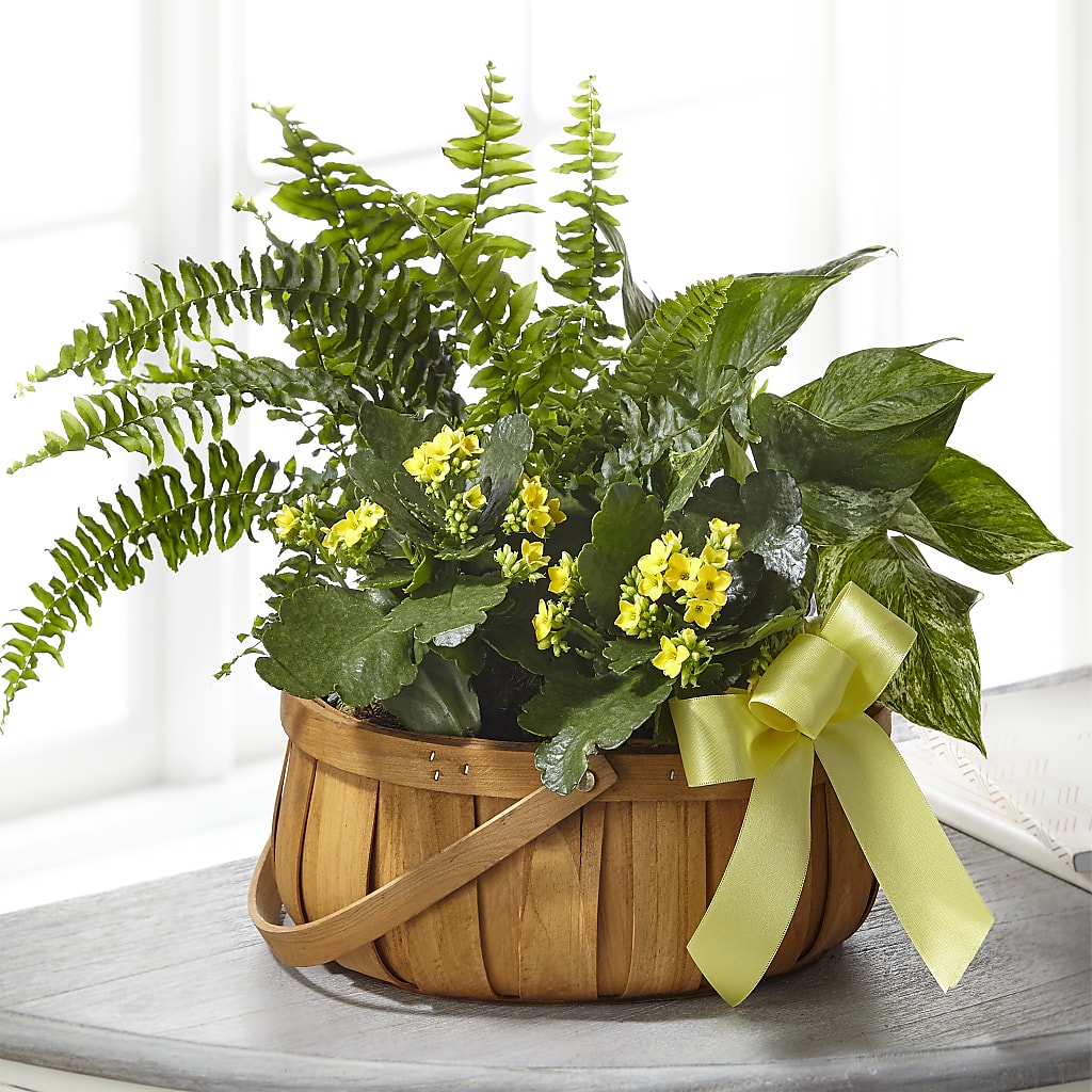 Always Dear Dishgarden – Bloomtopia, New Bedford MA