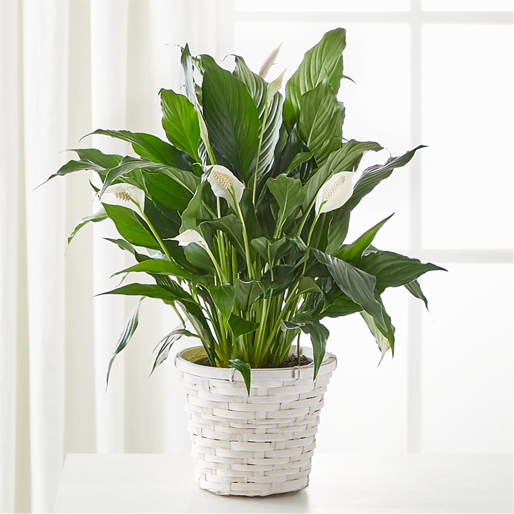 A New Leaf Peace Lily – Bloomtopia, New Bedford MA