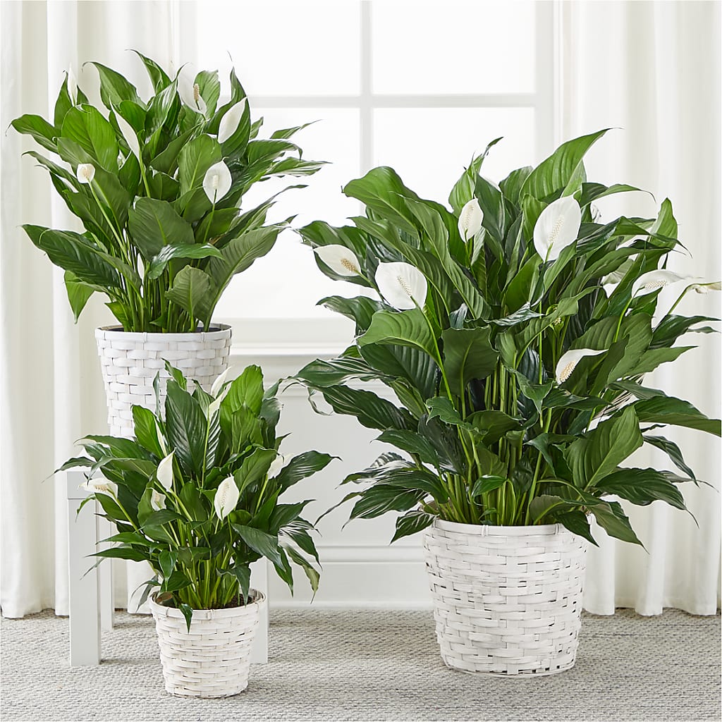 A New Leaf Peace Lily – Bloomtopia, New Bedford MA