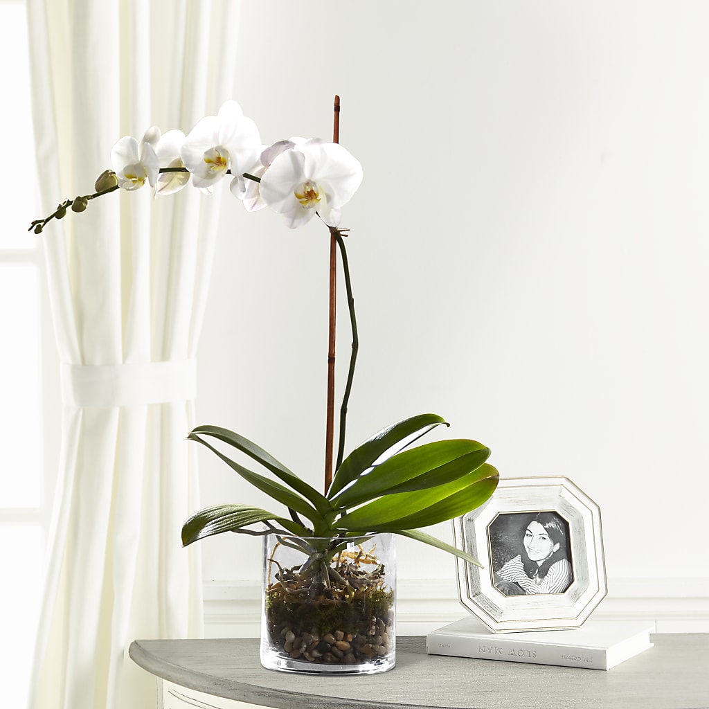White Orchid Planter – Bloomtopia, New Bedford MA