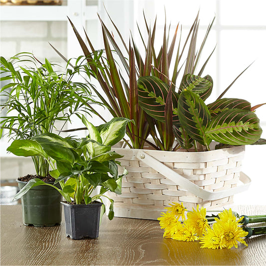 Florist Designed Blooming and Green Plants in a Basket –  Bloomtopia, New Bedford MA