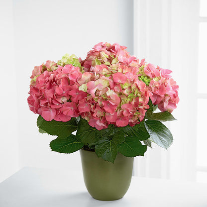 Pink Hydrangea Planter –  Bloomtopia, New Bedford MA