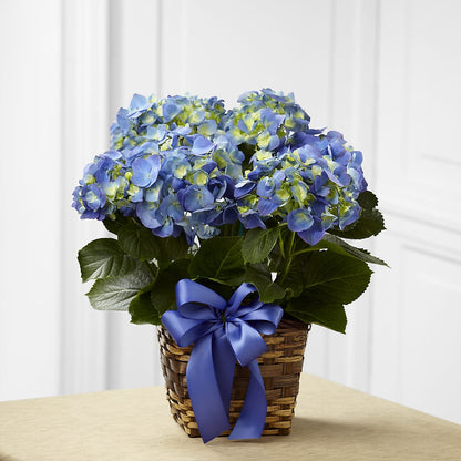 Blue Hydrangea Planter –  Bloomtopia, New Bedford MA