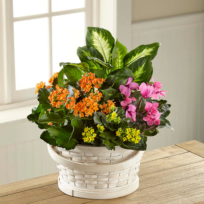Color Crush Dishgarden –  Bloomtopia, New Bedford MA