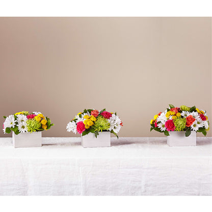 Sorbet Bouquet –  Bloomtopia, New Bedford MA