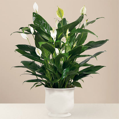 Comfort Planter –  Bloomtopia, New Bedford MA