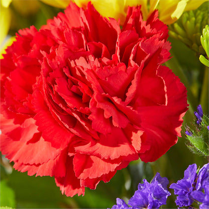 Brighter Days Bouquet –  Bloomtopia, New Bedford MA