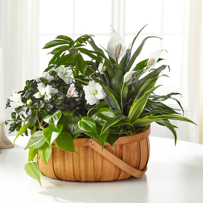 Serene Dishgarden –  Bloomtopia, New Bedford MA
