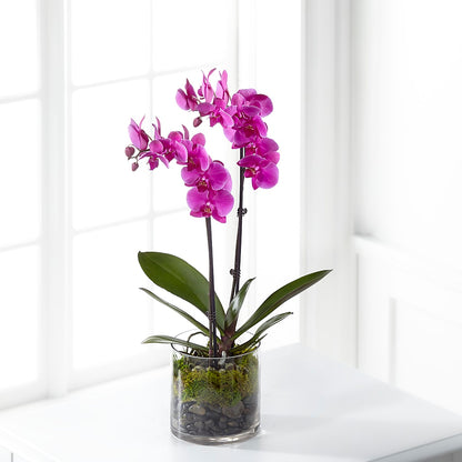 Pink Orchid Plant –  Bloomtopia, New Bedford MA