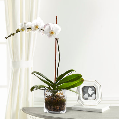 White Orchid Planter –  Bloomtopia, New Bedford MA