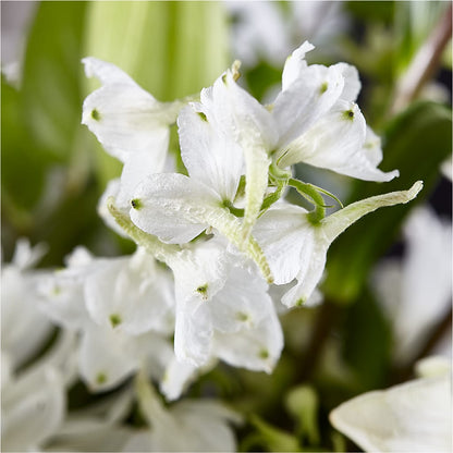 Classic Ivory – A Florist Original –  Bloomtopia, New Bedford MA